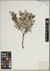 Foto von Salix lapponum L.